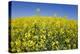 Rape Field-Herbert Kehrer-Premier Image Canvas