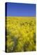 Rape Fields-David Clapp-Premier Image Canvas