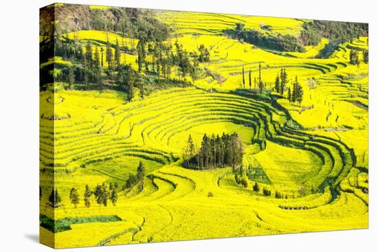 Rapeseed Farms in Niujie, Luoping-Nadia Isakova-Premier Image Canvas