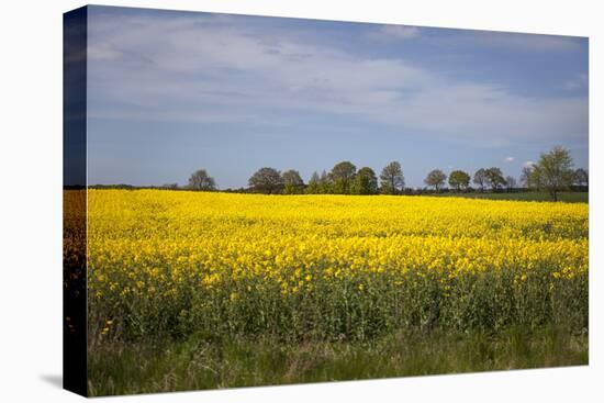 Rapeseed Field in Spring, Mecklenburg-Western Pomerania-Andrea Haase-Premier Image Canvas