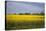 Rapeseed Field in Spring, Mecklenburg-Western Pomerania-Andrea Haase-Premier Image Canvas