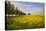 Rapeseed Field in Spring, Mecklenburg-Western Pomerania-Andrea Haase-Premier Image Canvas