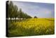 Rapeseed Field in Spring, Mecklenburg-Western Pomerania-Andrea Haase-Premier Image Canvas