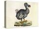 Raphus cucullatus, Extinct Dodo Bird-Science Source-Premier Image Canvas