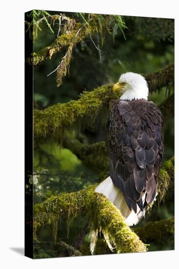 Raptor Center, Sitka, Alaska. Close-up of a Bald Eagle Sitting in Tree-Janet Muir-Premier Image Canvas