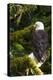 Raptor Center, Sitka, Alaska. Close-up of a Bald Eagle Sitting in Tree-Janet Muir-Premier Image Canvas