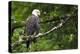 Raptor Center, Sitka, Alaska. Close-up of a Bald Eagle-Janet Muir-Premier Image Canvas