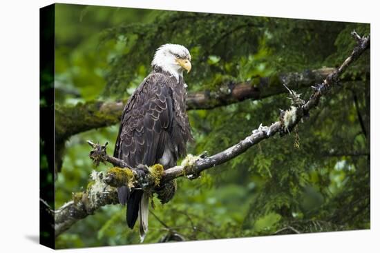 Raptor Center, Sitka, Alaska. Close-up of a bald eagle.-Janet Muir-Premier Image Canvas
