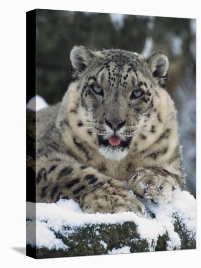 Rare and Endangered Snow Leopard, Port Lympne Zoo, Kent, England, United Kingdom-Murray Louise-Premier Image Canvas