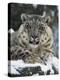 Rare and Endangered Snow Leopard, Port Lympne Zoo, Kent, England, United Kingdom-Murray Louise-Premier Image Canvas