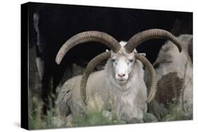 Rare Breed Domestic Churro Sheep, New Mexico-John Cancalosi-Premier Image Canvas
