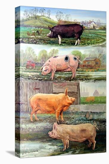 Rare Breed Pigs, 2009-Alex Williams-Premier Image Canvas