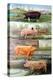 Rare Breed Pigs, 2009-Alex Williams-Premier Image Canvas