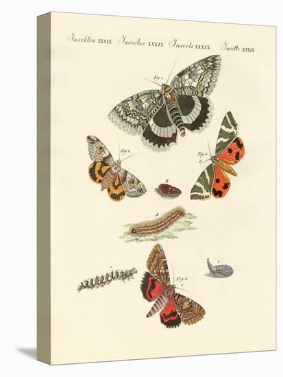 Rare German Night Butterflies-null-Premier Image Canvas