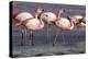 Rare James's flamingos (Phoenicoparrus jamesi), Eduardo Avaroa Andean Fauna National Reserve-Michael Nolan-Premier Image Canvas