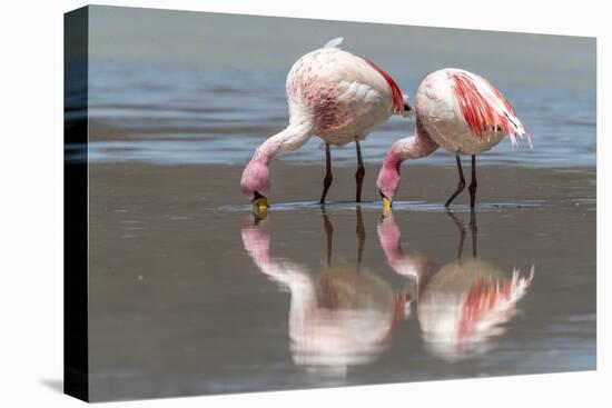 Rare James's flamingos (Phoenicoparrus jamesi), Eduardo Avaroa Andean Fauna National Reserve-Michael Nolan-Premier Image Canvas