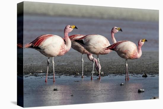 Rare James's flamingos (Phoenicoparrus jamesi), Eduardo Avaroa Andean Fauna National Reserve-Michael Nolan-Premier Image Canvas