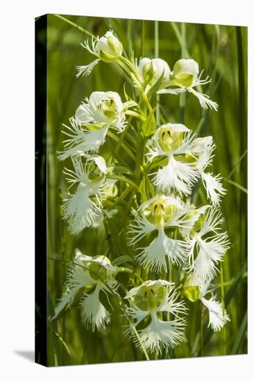 Rare Western Prairie Fringed Orchid, Sheyenne National Grasslands, North Dakota, USA-Chuck Haney-Premier Image Canvas