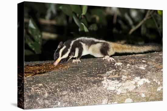 Rarely Seen Striped Possum (Dactylopsila Trivirgata) on Tree in Wet Tropic Rainforest, Queensland-Louise Murray-Premier Image Canvas