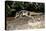 Rarely Seen Striped Possum (Dactylopsila Trivirgata) on Tree in Wet Tropic Rainforest, Queensland-Louise Murray-Premier Image Canvas