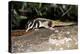 Rarely Seen Striped Possum (Dactylopsila Trivirgata) on Tree in Wet Tropic Rainforest, Queensland-Louise Murray-Premier Image Canvas