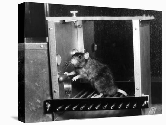 Rat in Skinner box-Science Source-Premier Image Canvas