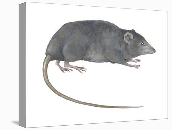 Rat Opossum (Caenolestidae), Shrew Opossum, Marsupial, Mammals-Encyclopaedia Britannica-Stretched Canvas