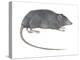 Rat Opossum (Caenolestidae), Shrew Opossum, Marsupial, Mammals-Encyclopaedia Britannica-Stretched Canvas