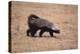 Ratel, or Honey Badger-DLILLC-Premier Image Canvas