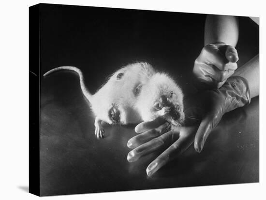 Rats Suffering from Radiation Sickness Being Experimented on for Research-null-Premier Image Canvas