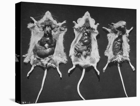 Rats That Were Suffering from Radiation Poison from an Experiment are Shown Here During an Autopsy-null-Premier Image Canvas