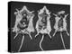 Rats That Were Suffering from Radiation Poison from an Experiment are Shown Here During an Autopsy-null-Premier Image Canvas