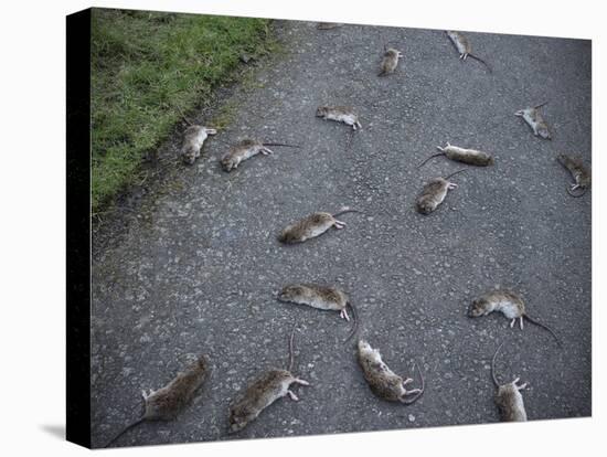 Rats-Robert Brook-Premier Image Canvas