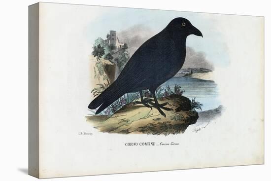 Raven, 1863-79-Raimundo Petraroja-Premier Image Canvas