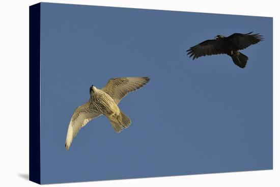 Raven (Corvus Corax) Mobbing Gyrfalcon (Falco Rusticolus)-Staffan Widstrand-Premier Image Canvas