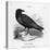 Raven (Corvus Corax) Perching on a Rock-null-Premier Image Canvas