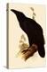 Raven, Corvus Corax-Edward Lear-Premier Image Canvas