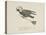 Raven Flying On a Broom, Nonsense Botany Animals and Other Poems Written and Drawn by Edward Lear-Edward Lear-Premier Image Canvas