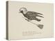 Raven Flying On a Broom, Nonsense Botany Animals and Other Poems Written and Drawn by Edward Lear-Edward Lear-Premier Image Canvas