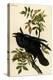 Raven-John James Audubon-Stretched Canvas