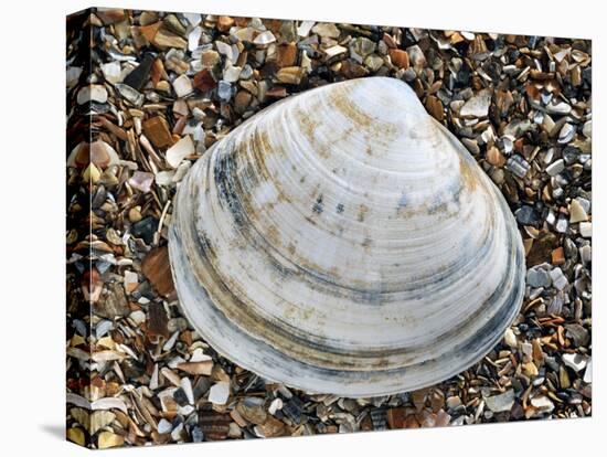 Rayed Trough Shell on Beach, Belgium-Philippe Clement-Premier Image Canvas