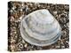 Rayed Trough Shell on Beach, Belgium-Philippe Clement-Premier Image Canvas