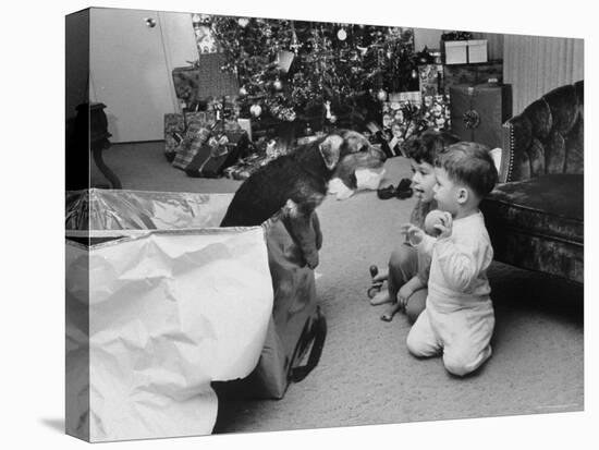 Raymond and Susie McFarland Looking at Their New Airedale Puppy Leaning Out of a Christmas Gift Box-Ralph Crane-Premier Image Canvas