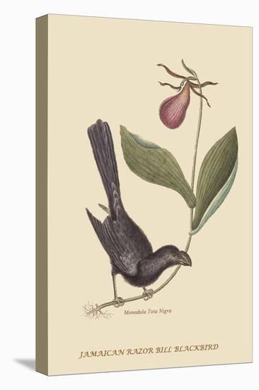 Razor Billed Blackbird of Jamaica-Mark Catesby-Stretched Canvas