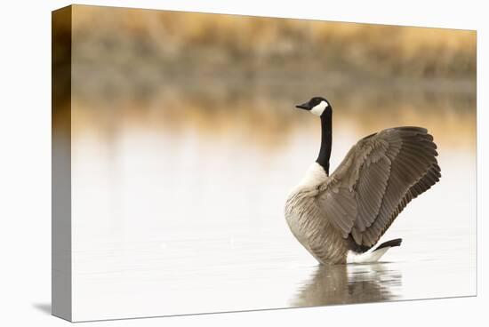 Ready to Fly (Canada Goose, Montana)-Jason Savage-Stretched Canvas