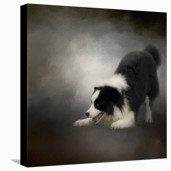 Ready to Play Border Collie-Jai Johnson-Premier Image Canvas