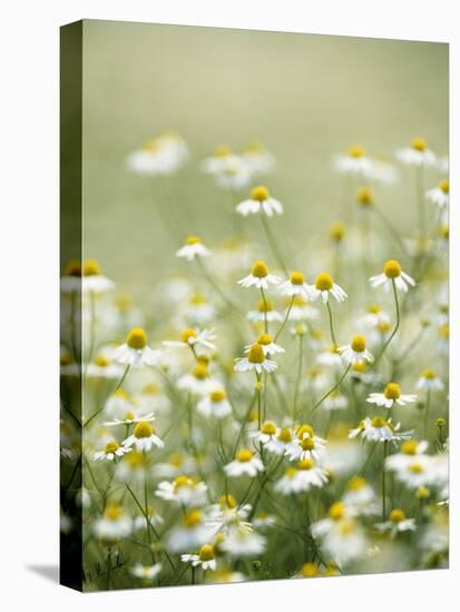 Real Camomile, Chamomilla Recutita-Herbert Kehrer-Premier Image Canvas