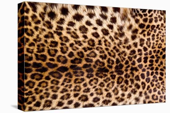 Real Leopard Skin.-William Scott-Premier Image Canvas