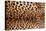 Real Leopard Skin.-William Scott-Premier Image Canvas