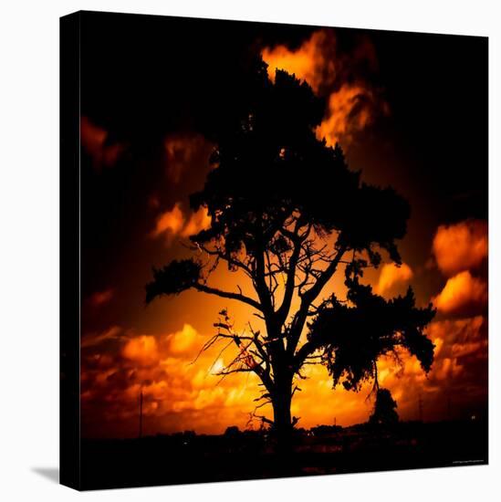 Reality Tree-Mark James Gaylard-Premier Image Canvas